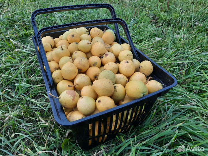 Груша вкусная