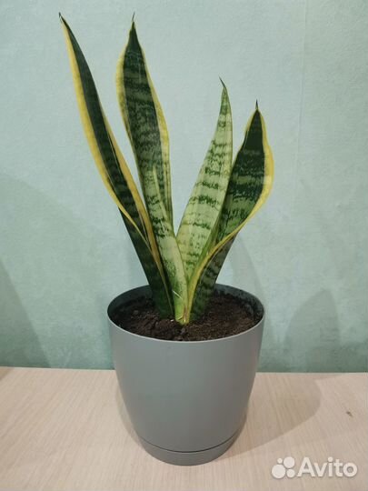 Комнатное растение сансевиерия лауренти