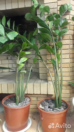 Замиокулькас, 