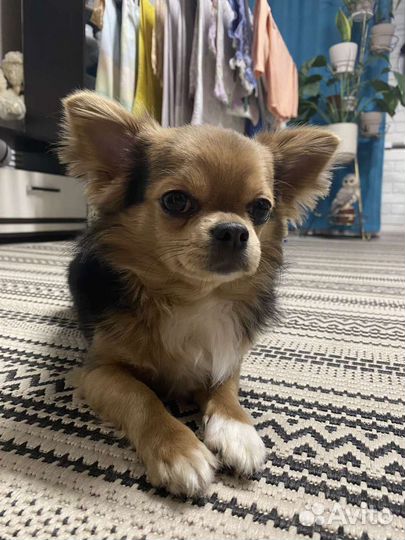 Вязка чихуахуа