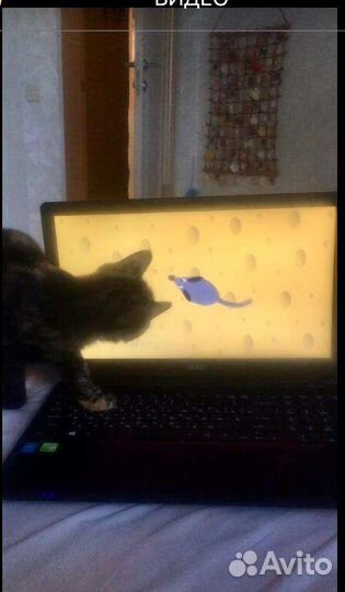 Ириска в руки надёжных хозяев