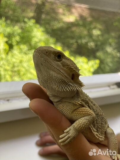Бородатые агамы готовая пара с террариумом