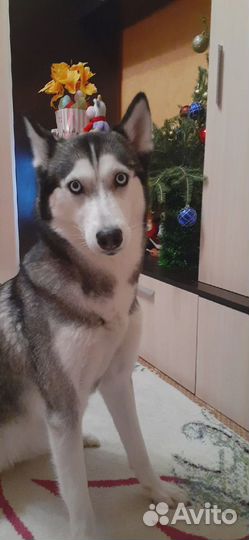 Пристраивается девочка породы Сибирский хаски