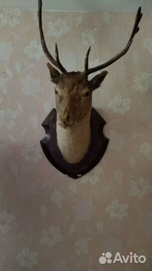 Чучело косули