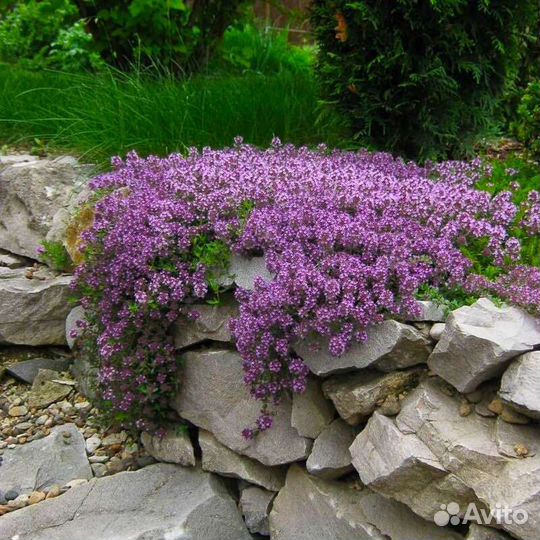 Тимьян ползучий, почвопокровное растение