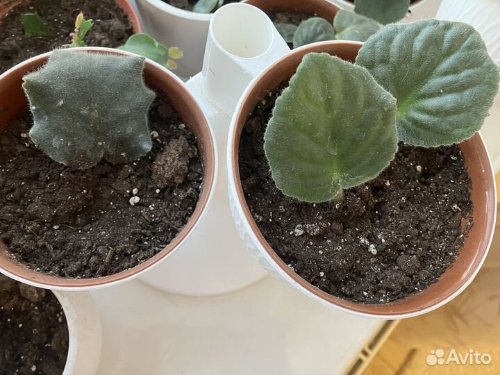 Фиалки,сукуленты