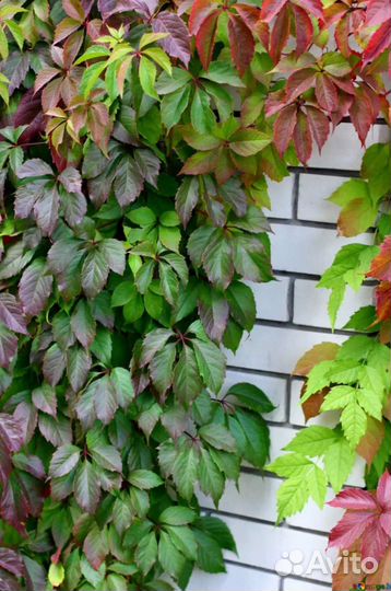 Саженцы дикого винограда