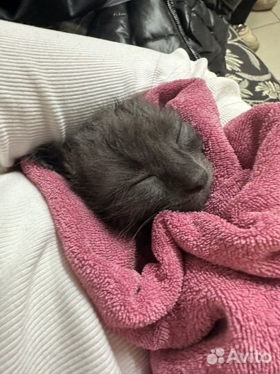 Котенок мальчик 2 месяца