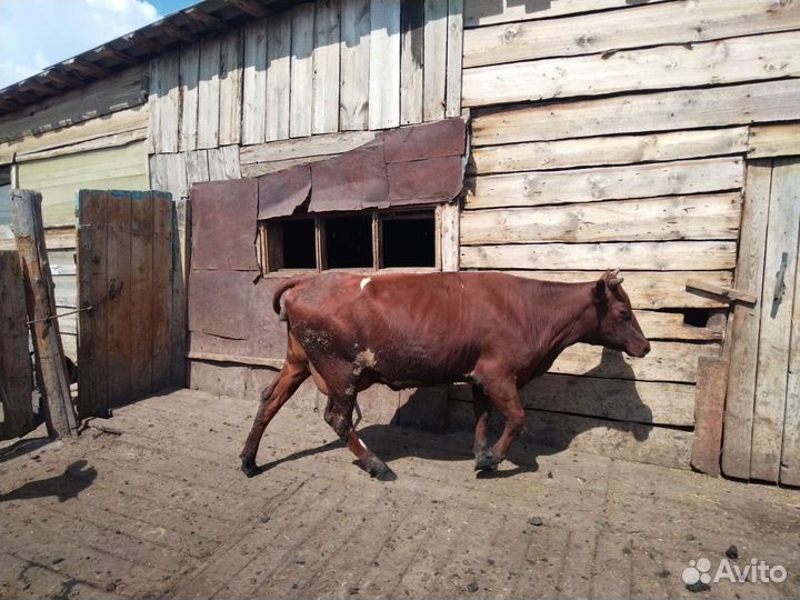 Перва телка