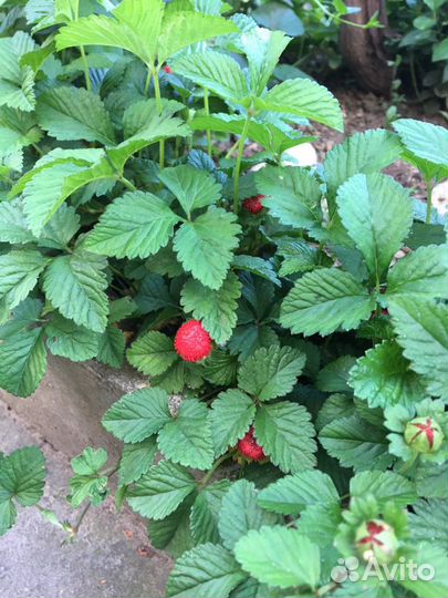 Декоративная земляника(10 отростков)