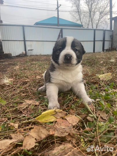 Чистокровные щенки алабая