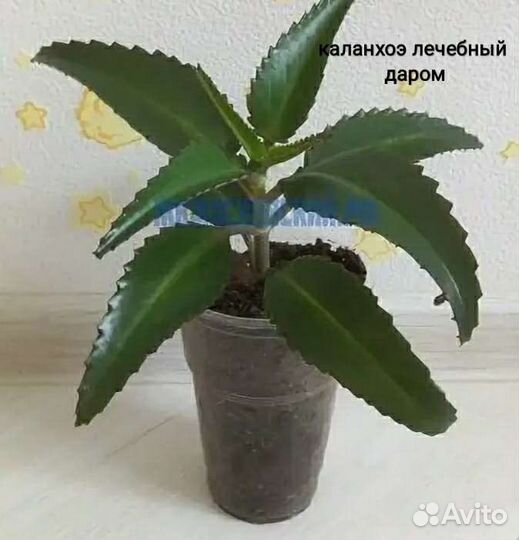 Каланхоэ лечебный