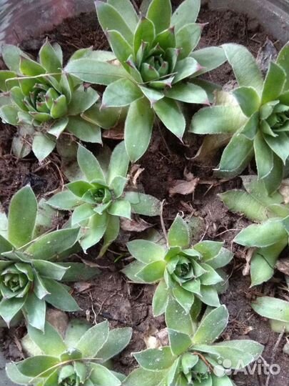 Многолетний колокольчик и другие многолетники