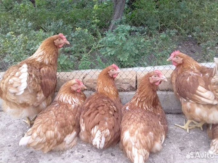 Куры Несушки, Бесплатная доставка