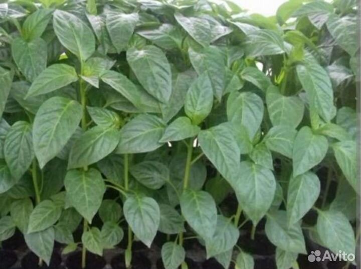 Перец сладкий рассада