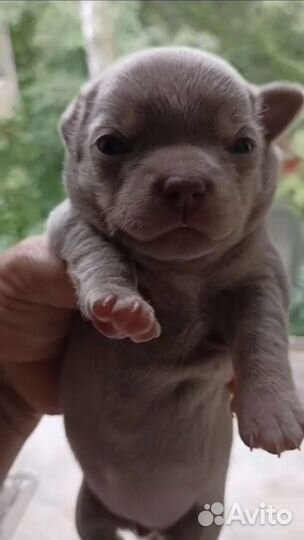 Супер шикарные лиловые Чихуахуа