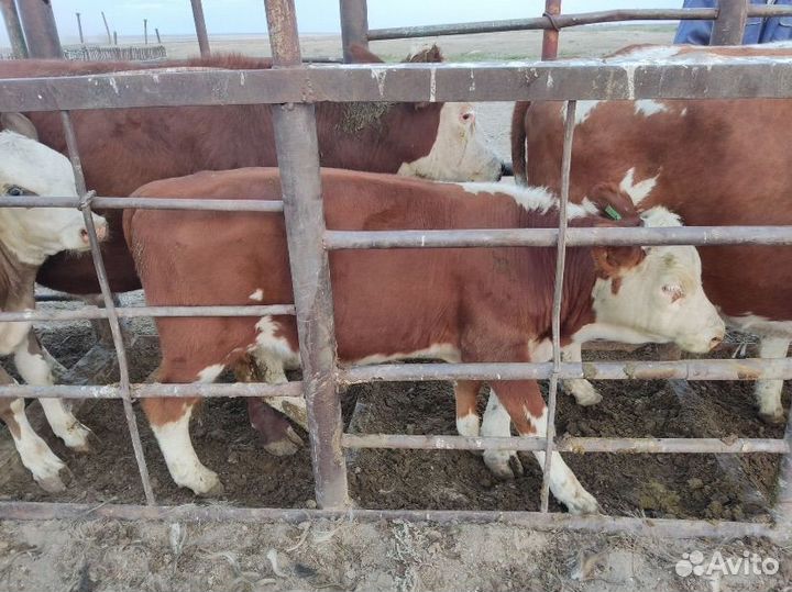 Быки на доращивание