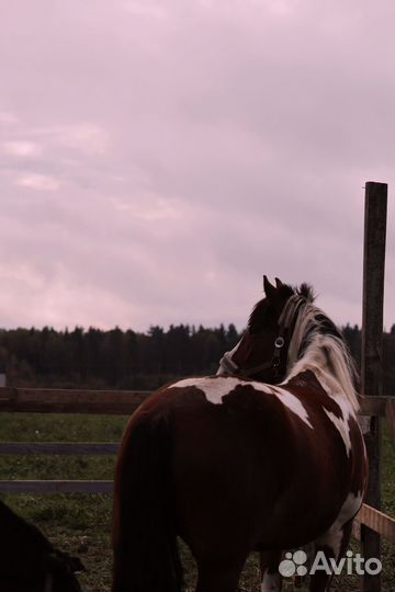 Лошадь в аренду