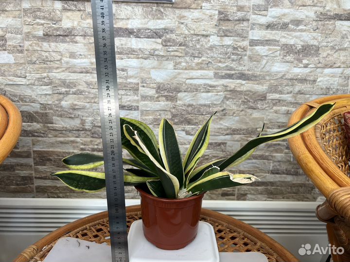 Сансевиерия лауренти(тещин язык, щучий хвост)