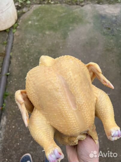 Куры