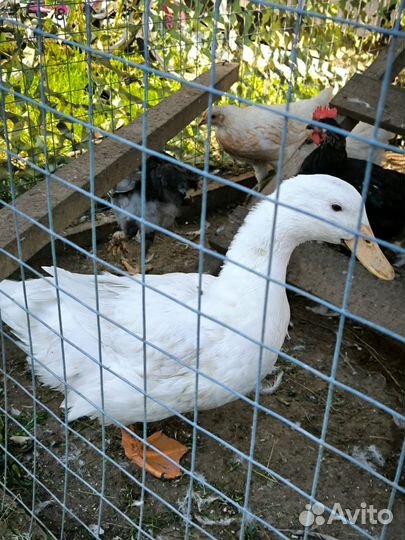 Утка стар 53