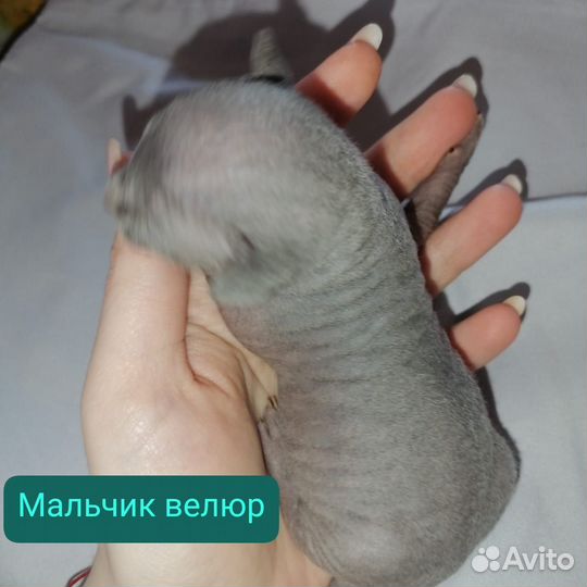 Донской сфинкс котята