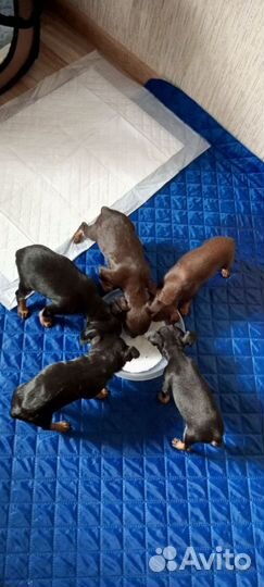 Той-терьер щенки