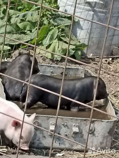 Вьетнамские поросята