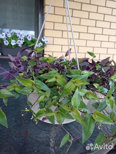 Традесканции