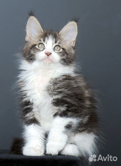 Котята породы майн-кун