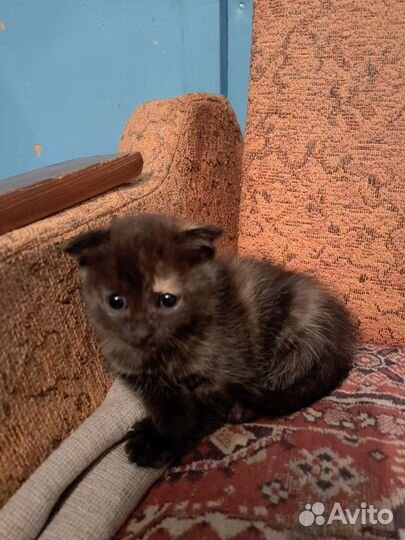 Шотландские котята