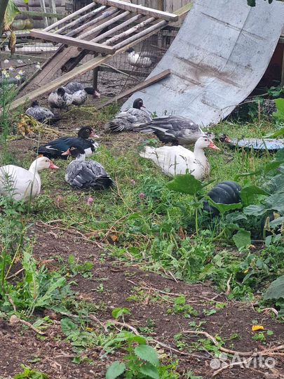 Индоутки, селезни и утки