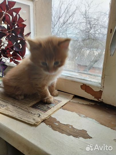 2 котенка 1 месяц