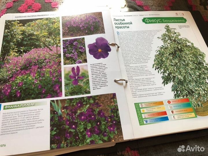 Комнатные растения. Сборник текстов и иллюстраций