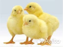 Броллер кобб 500