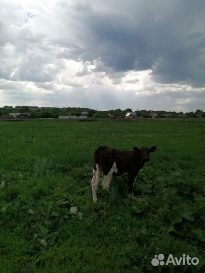 Телочка 2 месяца