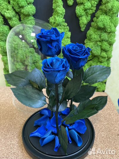 Роза В колбе