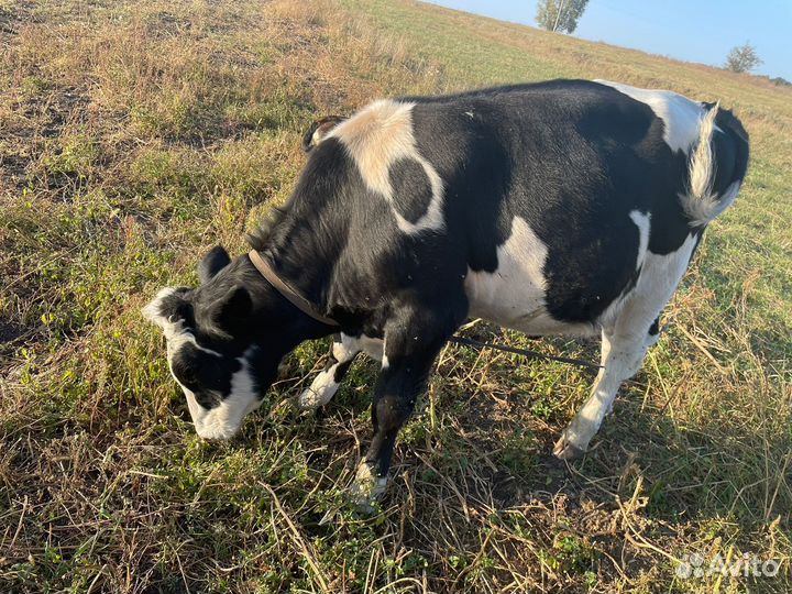 Бычок Голштино-фризская порода для племя