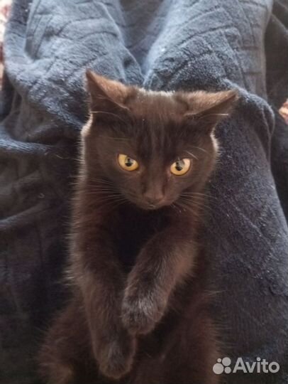 Две хороший девочки, одам в добрые и надёжный руки