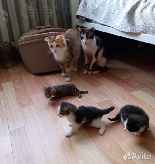 Милые, весёлые котята ищут хороших хозяев