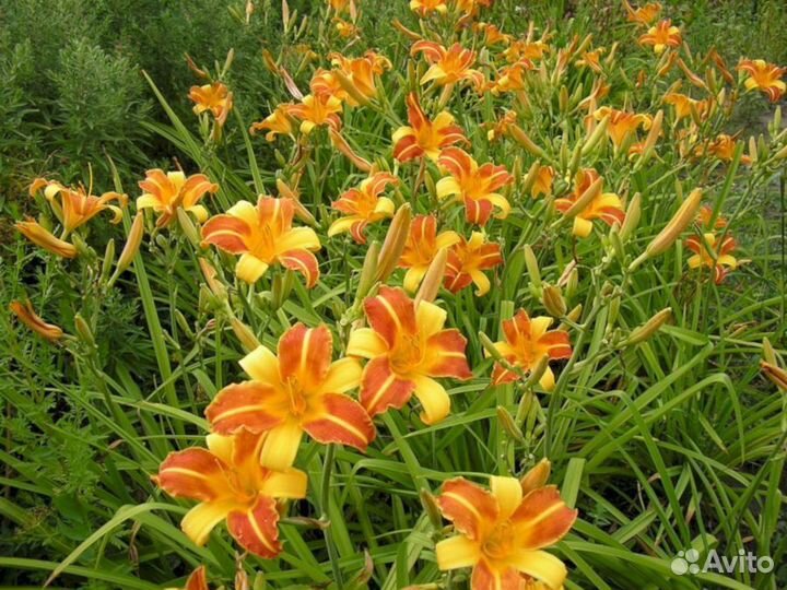 Лилейники Франс Халс