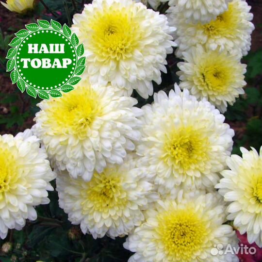 Саженцы Хризантема Элен Вайт