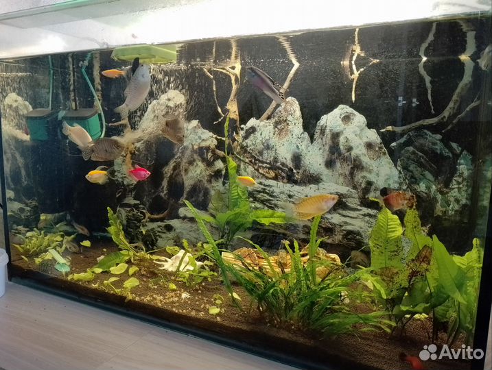 Аквариум с рыбками в сборе