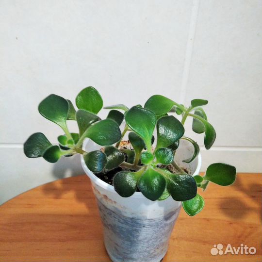 Сциндапсус Пиктус Argyraeus, Аихризон