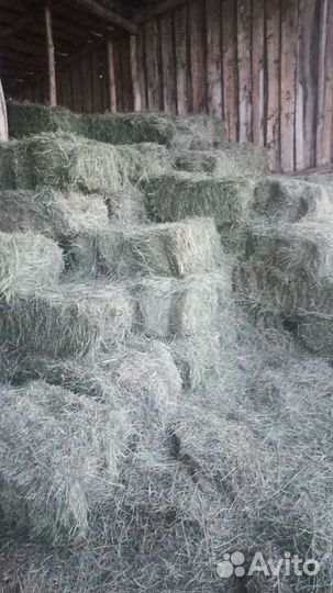 Сено в брикетах и круглые тюки 3 центнера