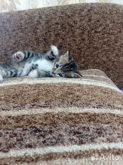 Котик в добрые ручки