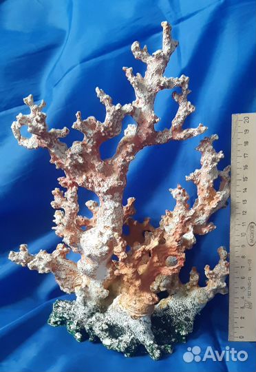 Ракушки и кораллы