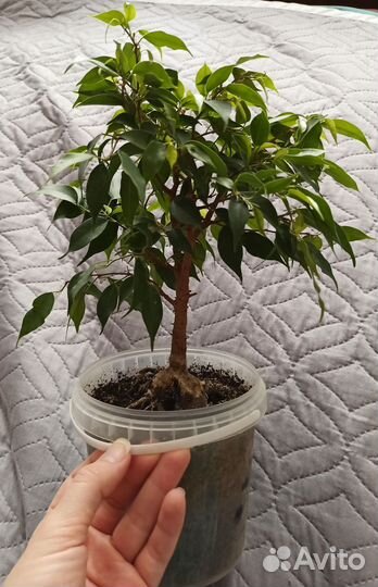 Фикус Бенджамина