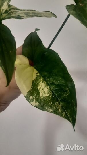 Сингониум Аурея