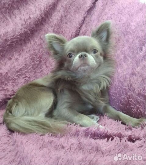 Лиловый чихуа чемпион ркф. вязка